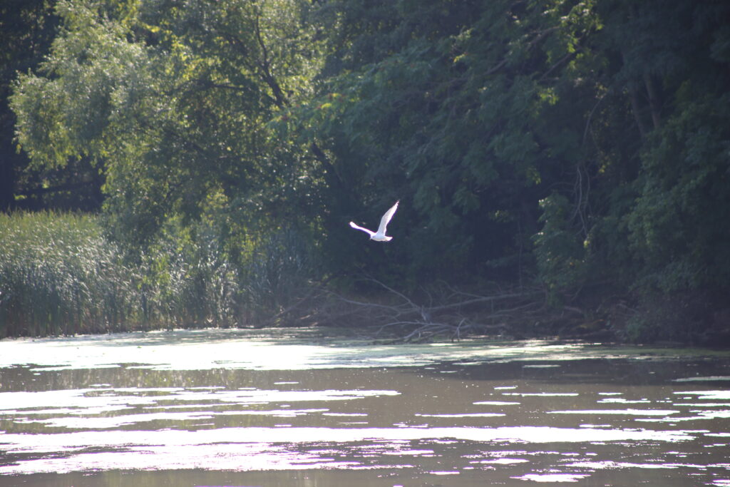 Nature along the Genesee River