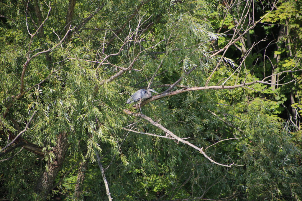 Nature along the Genesee River