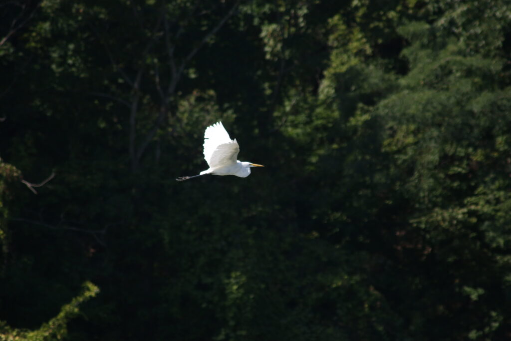 Nature along the Genesee River