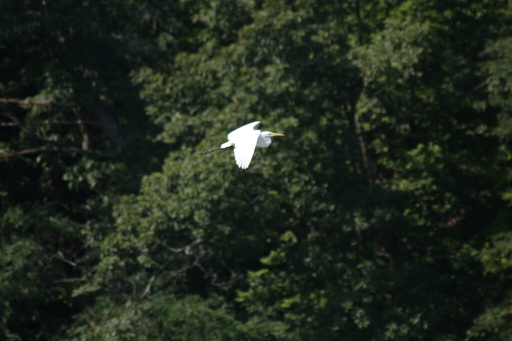 Nature along the Genesee River