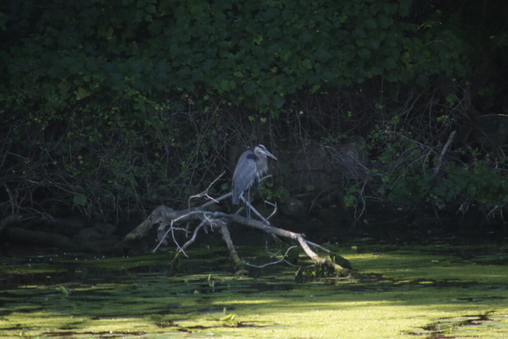 Nature along the Genesee River