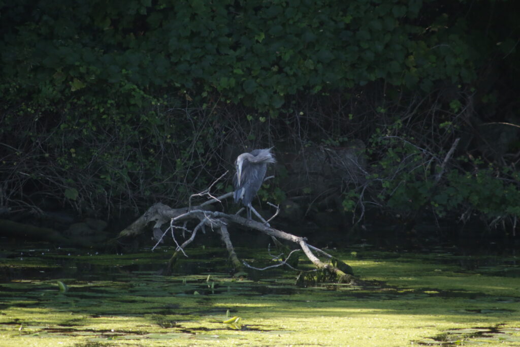 Nature along the Genesee River